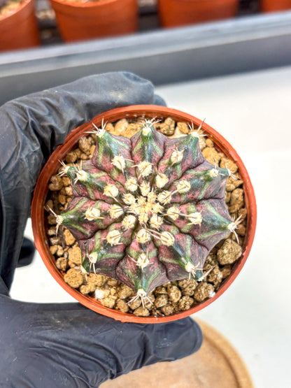Gymnocalycium T-Rex (gy11) (r7) | Variegated Cactus