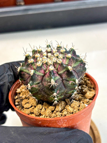 Gymnocalycium T-Rex (gy11) (r7) | Variegated Cactus
