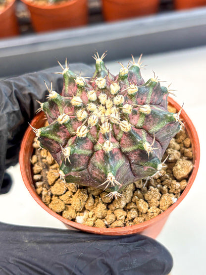 Gymnocalycium T-Rex (gy11) (r7) | Variegated Cactus