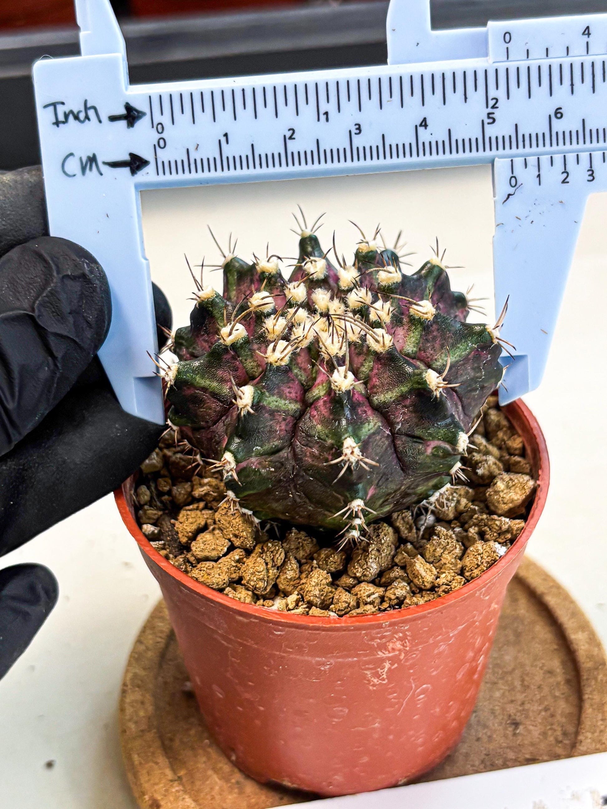 Gymnocalycium T-Rex (gy11) (r7) | Variegated Cactus
