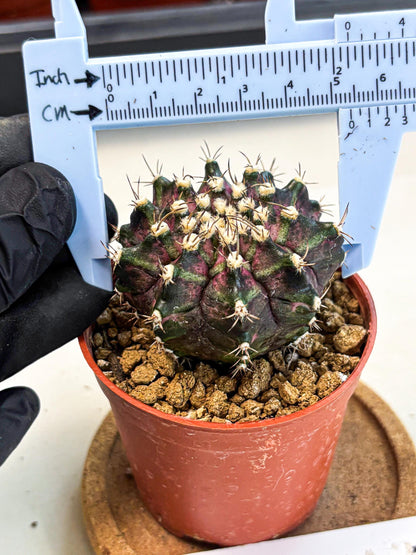 Gymnocalycium T-Rex (gy11) (r7) | Variegated Cactus