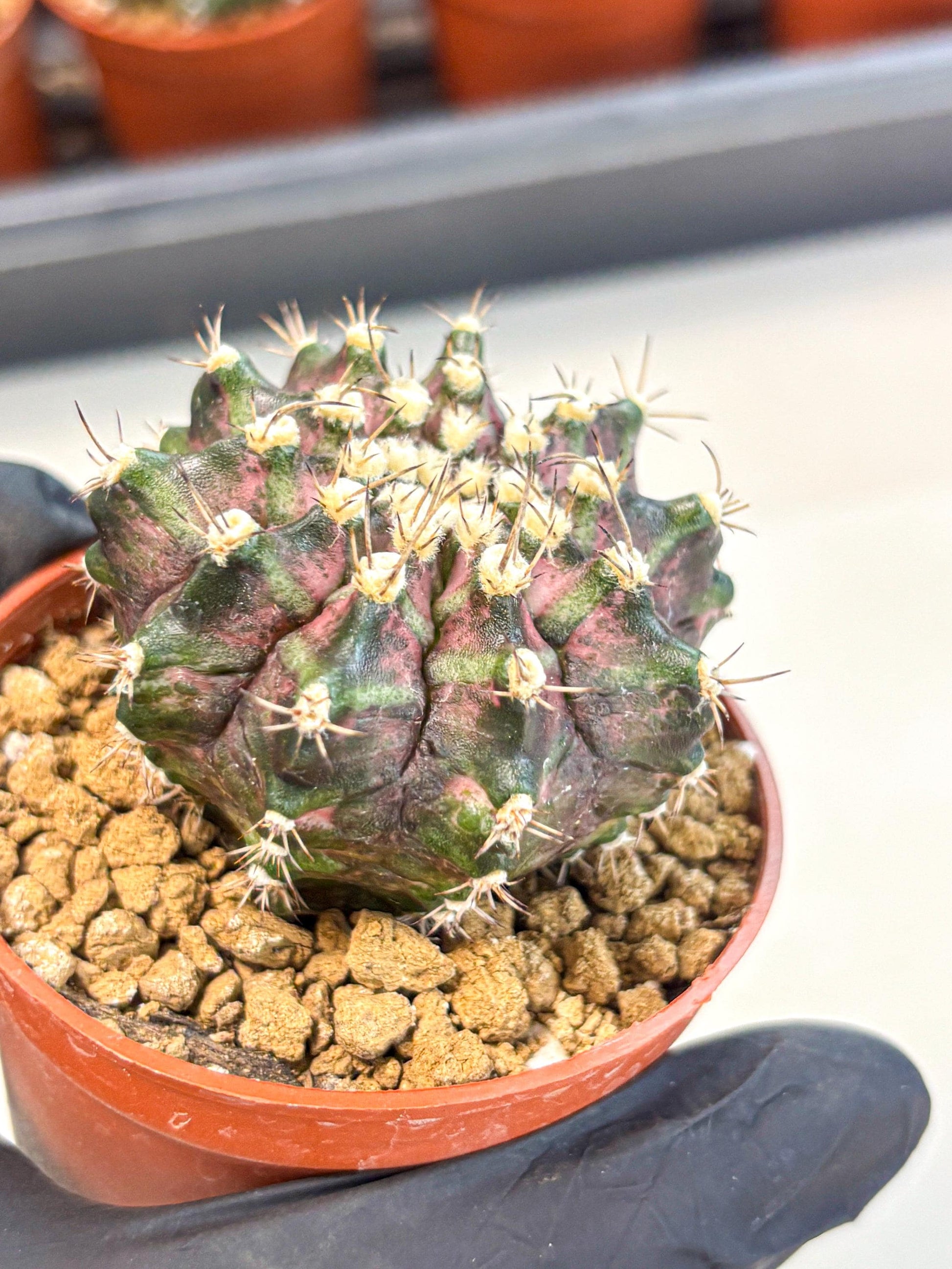 Gymnocalycium T-Rex (gy11) (r7) | Variegated Cactus