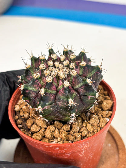 Gymnocalycium T-Rex (gy11) (r7) | Variegated Cactus