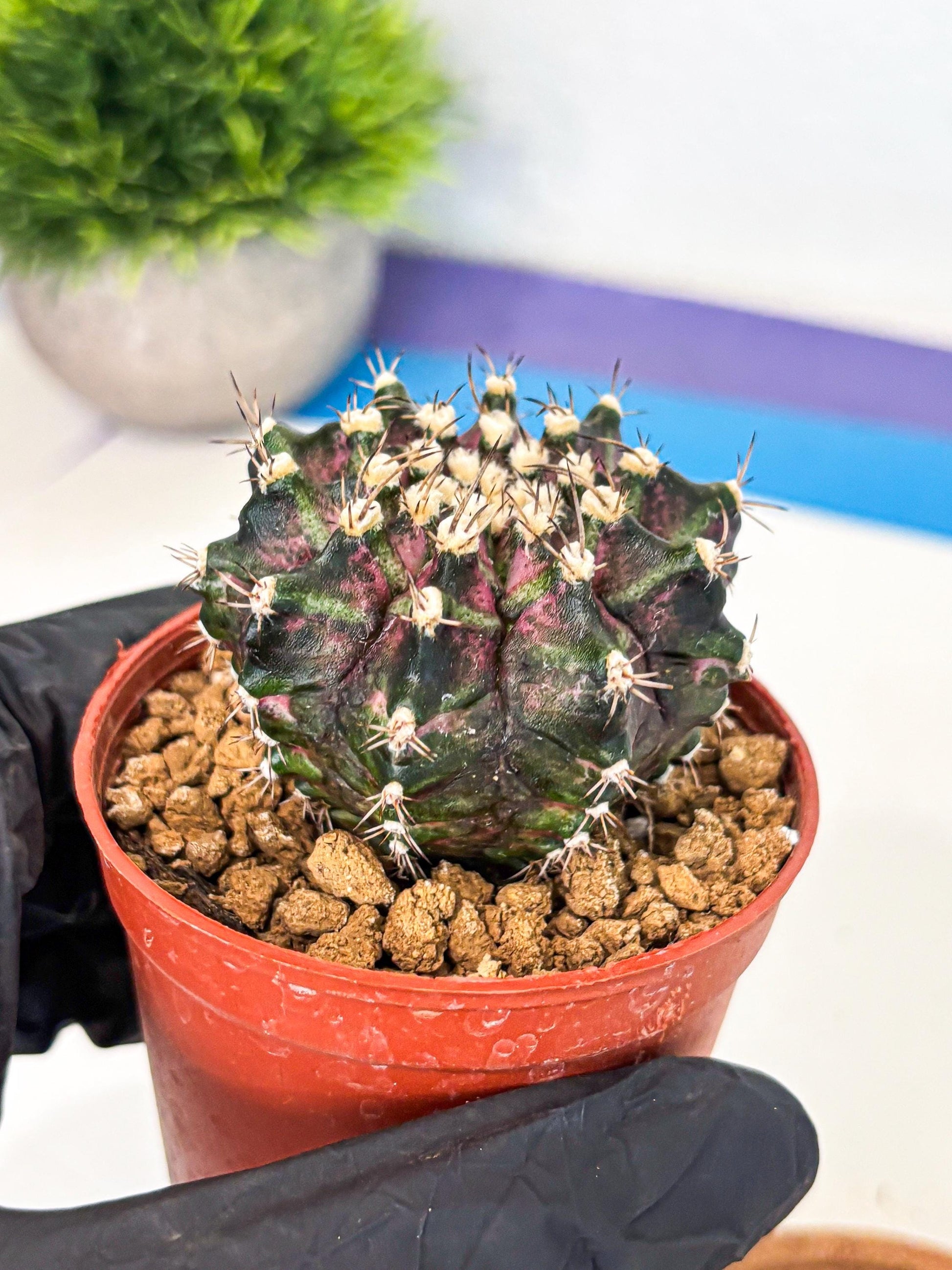 Gymnocalycium T-Rex (gy11) (r7) | Variegated Cactus