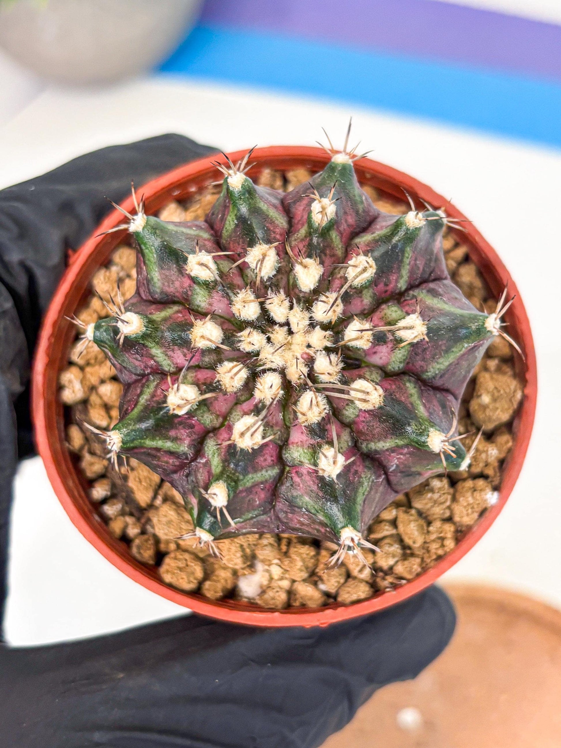 Gymnocalycium T-Rex (gy11) (r7) | Variegated Cactus
