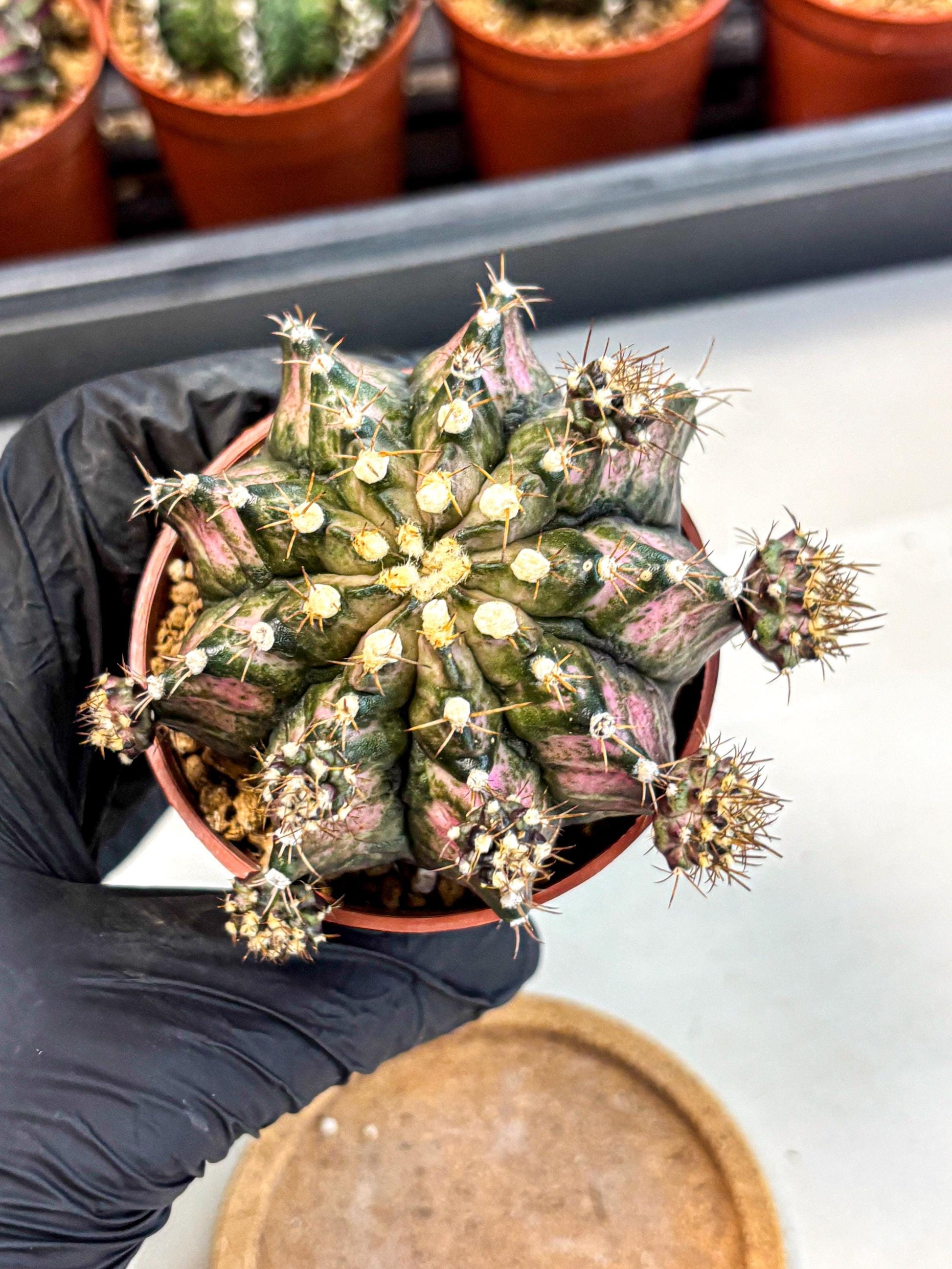 Gymnocalycium T-Rex (gy11) (y1) | Variegated Cactus