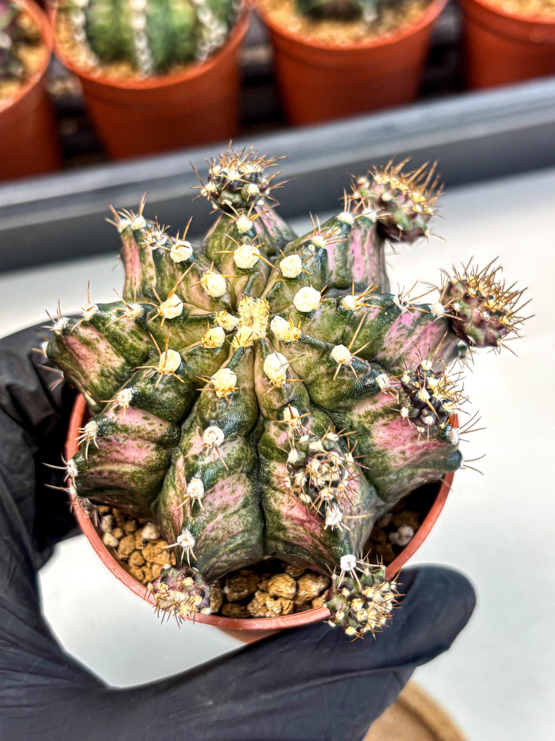 Gymnocalycium T-Rex (gy11) (y1) | Variegated Cactus