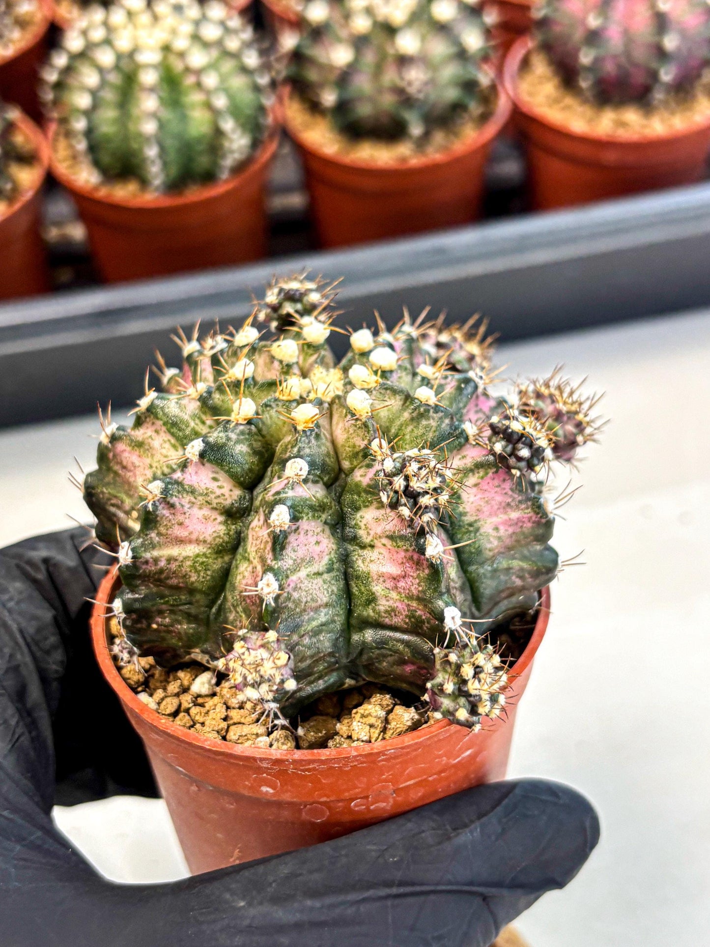 Gymnocalycium T-Rex (gy11) (y1) | Variegated Cactus