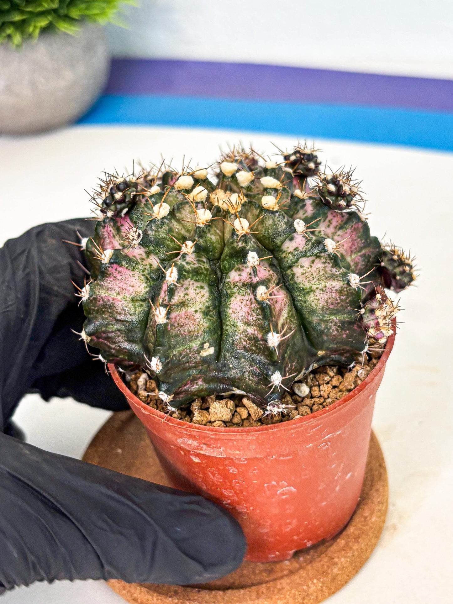 Gymnocalycium T-Rex (gy11) (y1) | Variegated Cactus