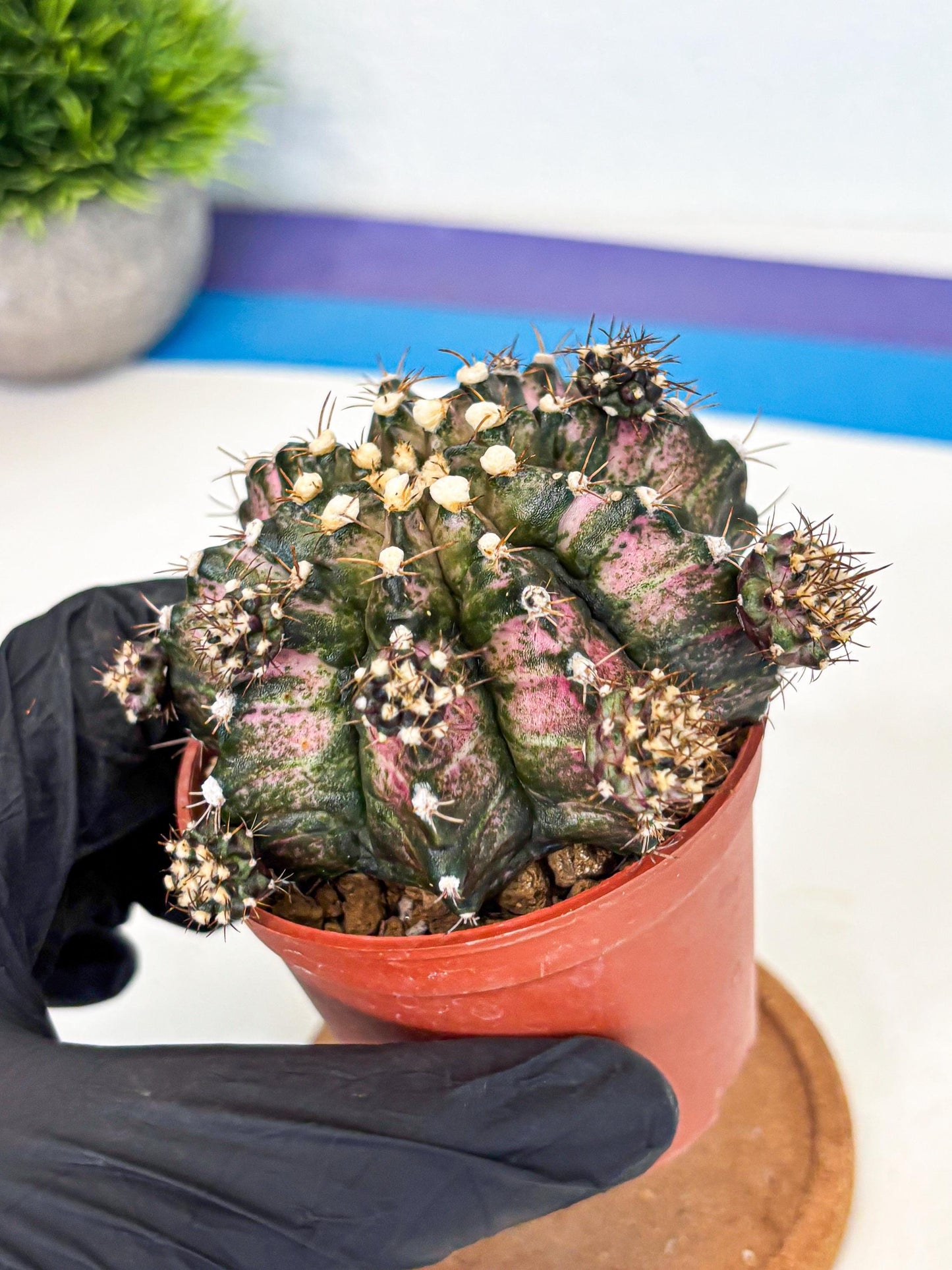 Gymnocalycium T-Rex (gy11) (y1) | Variegated Cactus