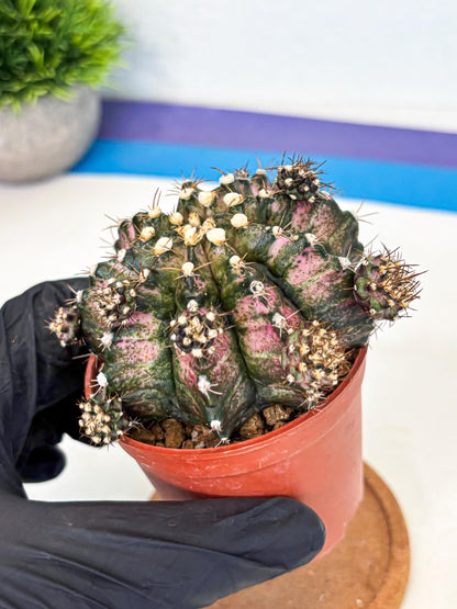 Gymnocalycium T-Rex (gy11) (y1) | Variegated Cactus