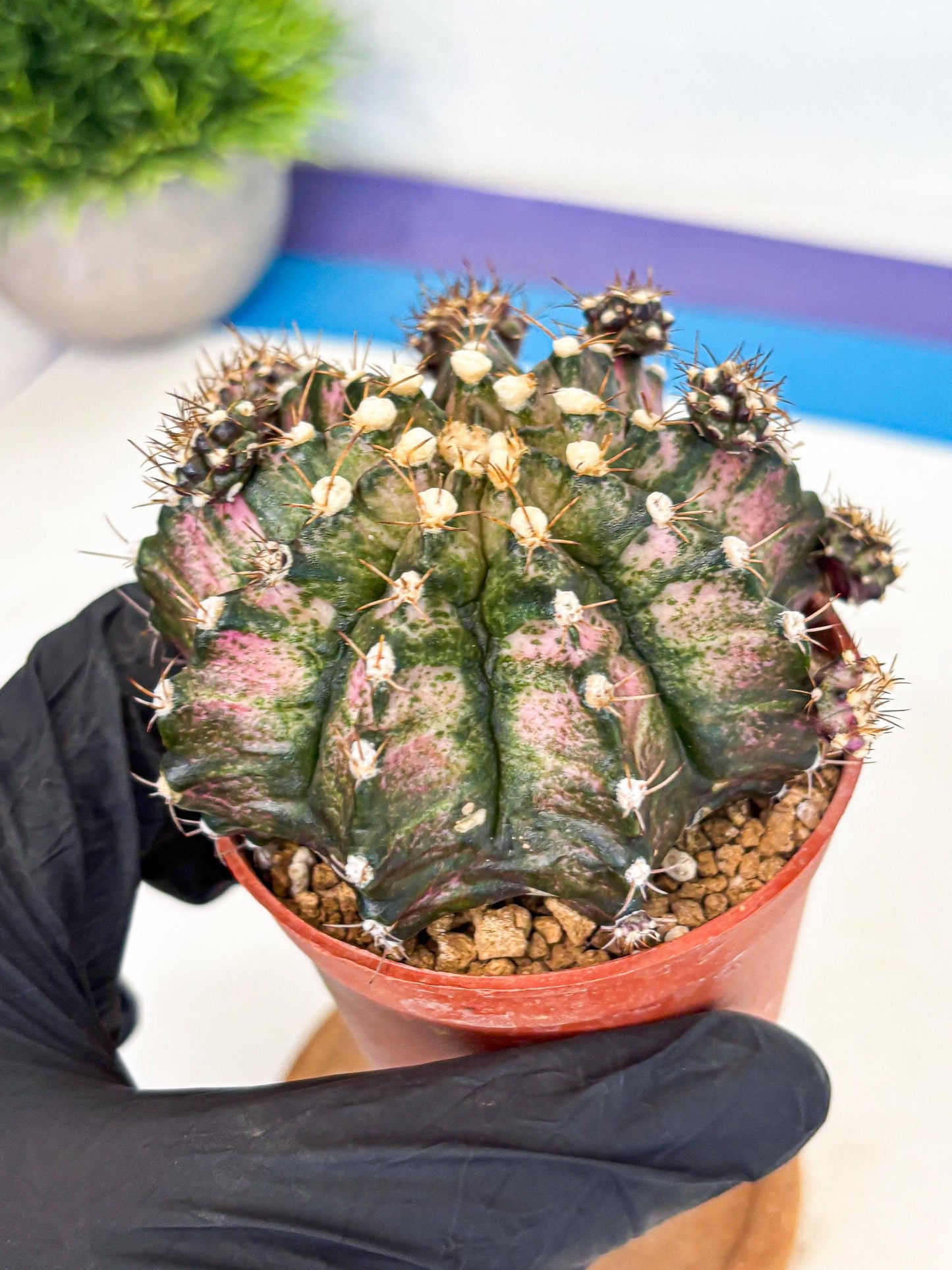 Gymnocalycium T-Rex (gy11) (y1) | Variegated Cactus