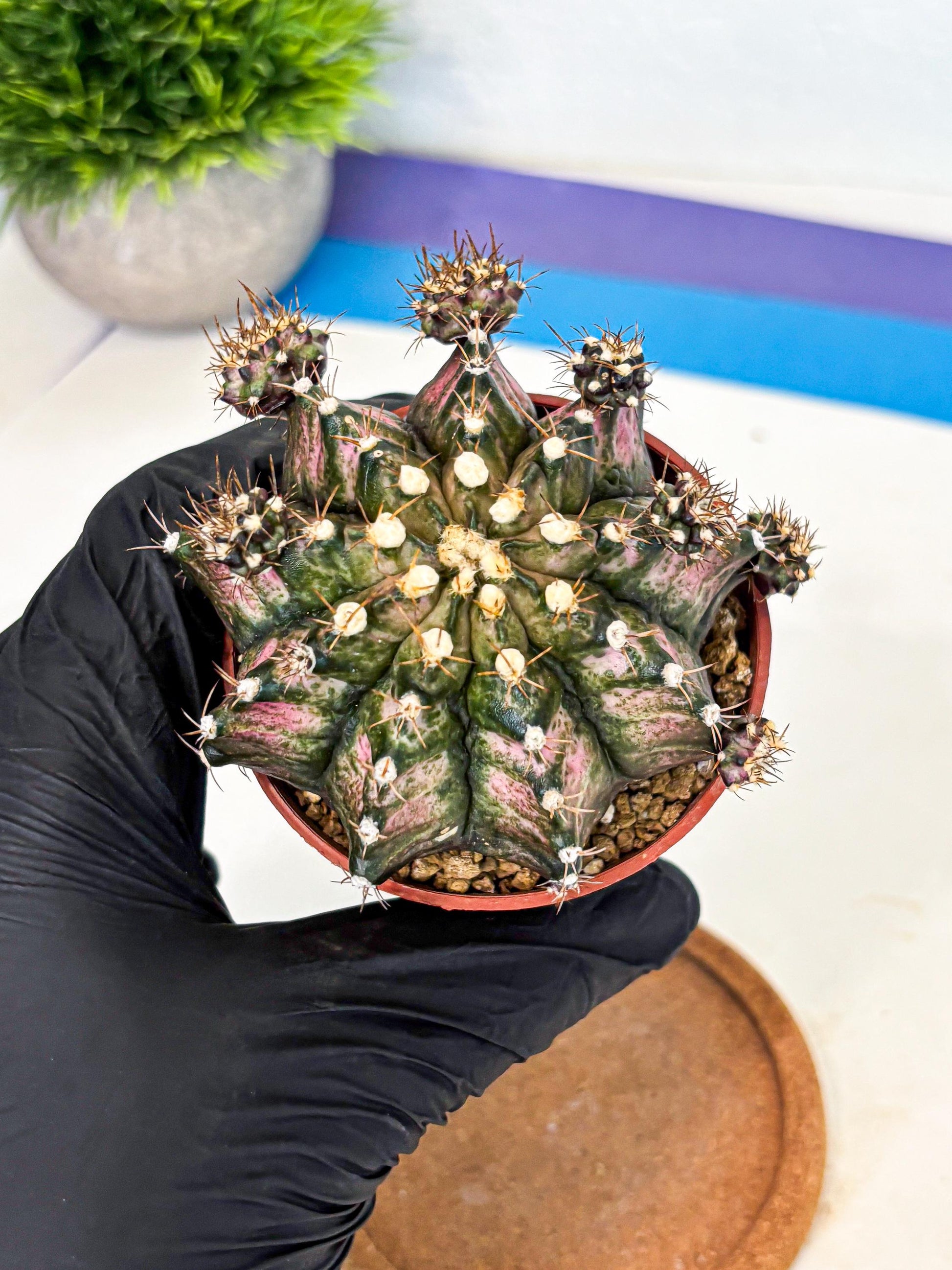 Gymnocalycium T-Rex (gy11) (y1) | Variegated Cactus