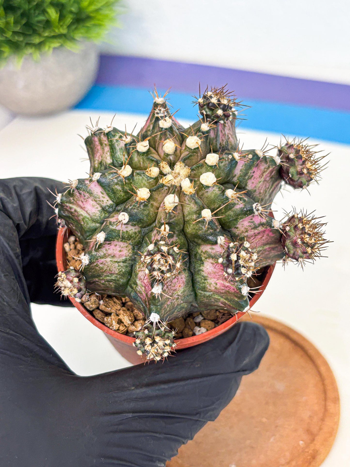Gymnocalycium T-Rex (gy11) (y1) | Variegated Cactus