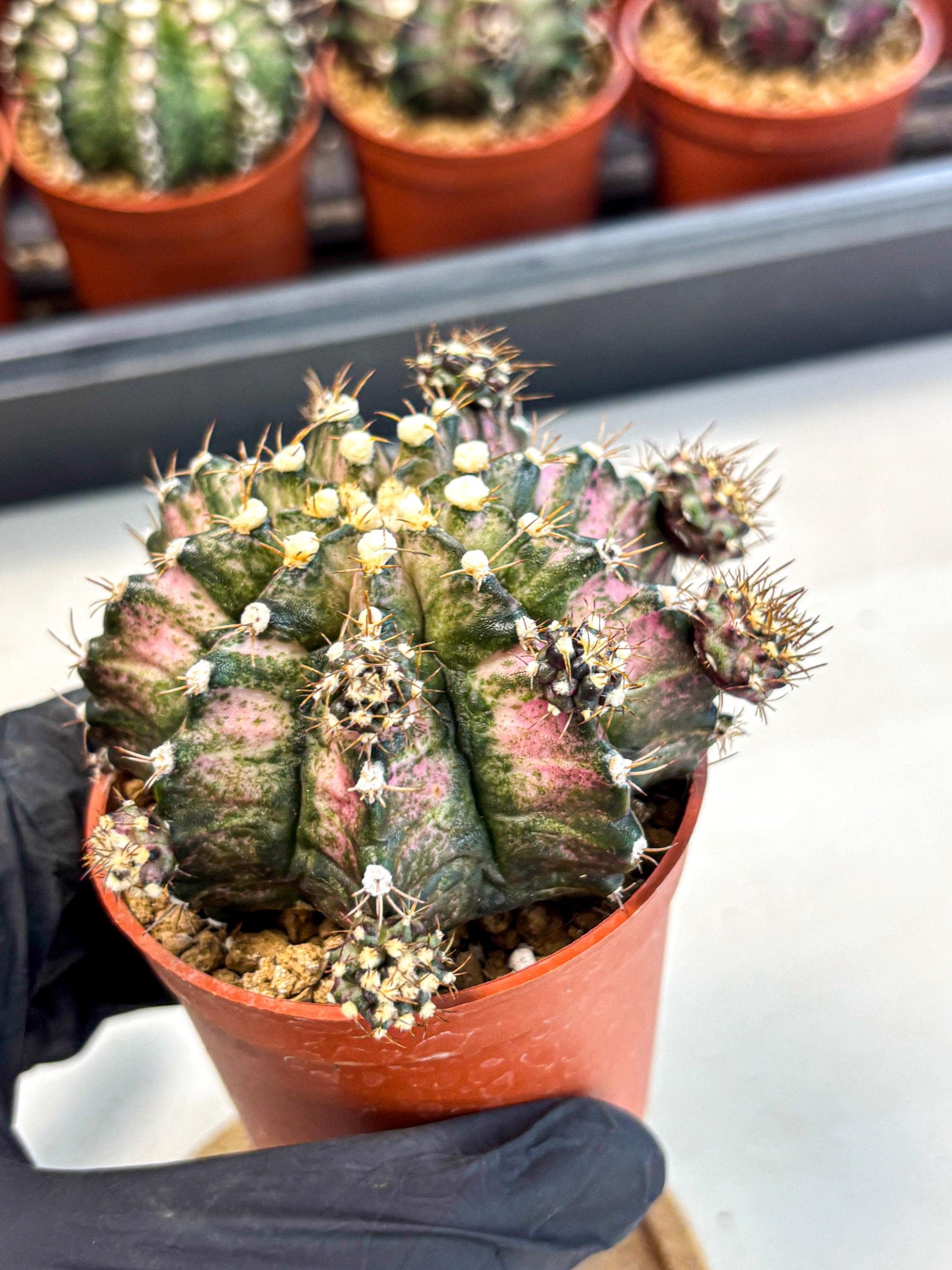 Gymnocalycium T-Rex (gy11) (y1) | Variegated Cactus