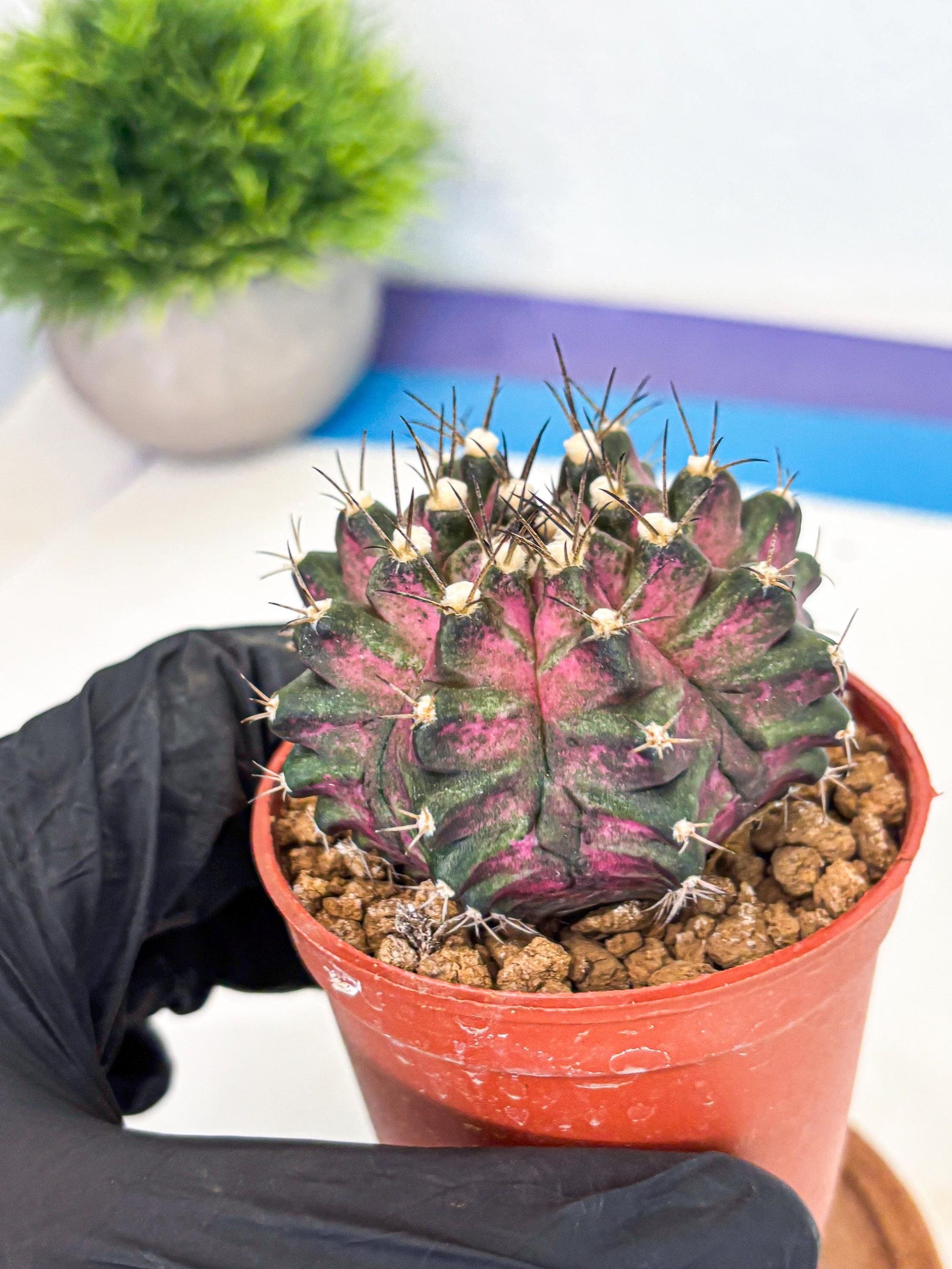 Gymnocalycium T-Rex (gy11) (y2) | Variegated Cactus
