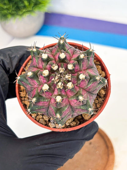 Gymnocalycium T-Rex (gy11) (y2) | Variegated Cactus