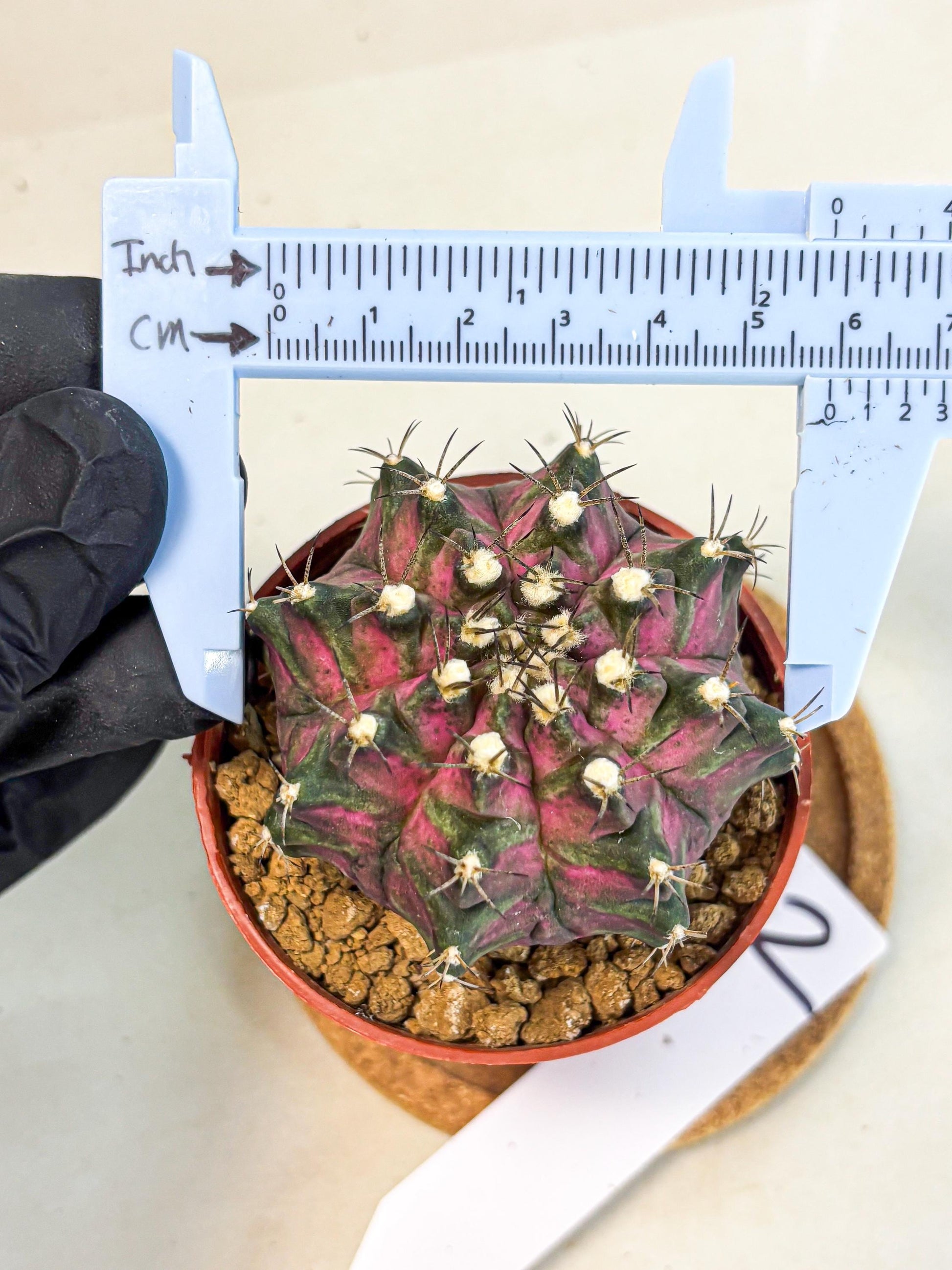 Gymnocalycium T-Rex (gy11) (y2) | Variegated Cactus