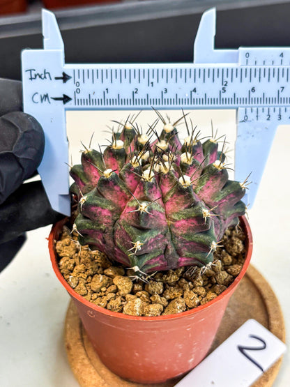 Gymnocalycium T-Rex (gy11) (y2) | Variegated Cactus
