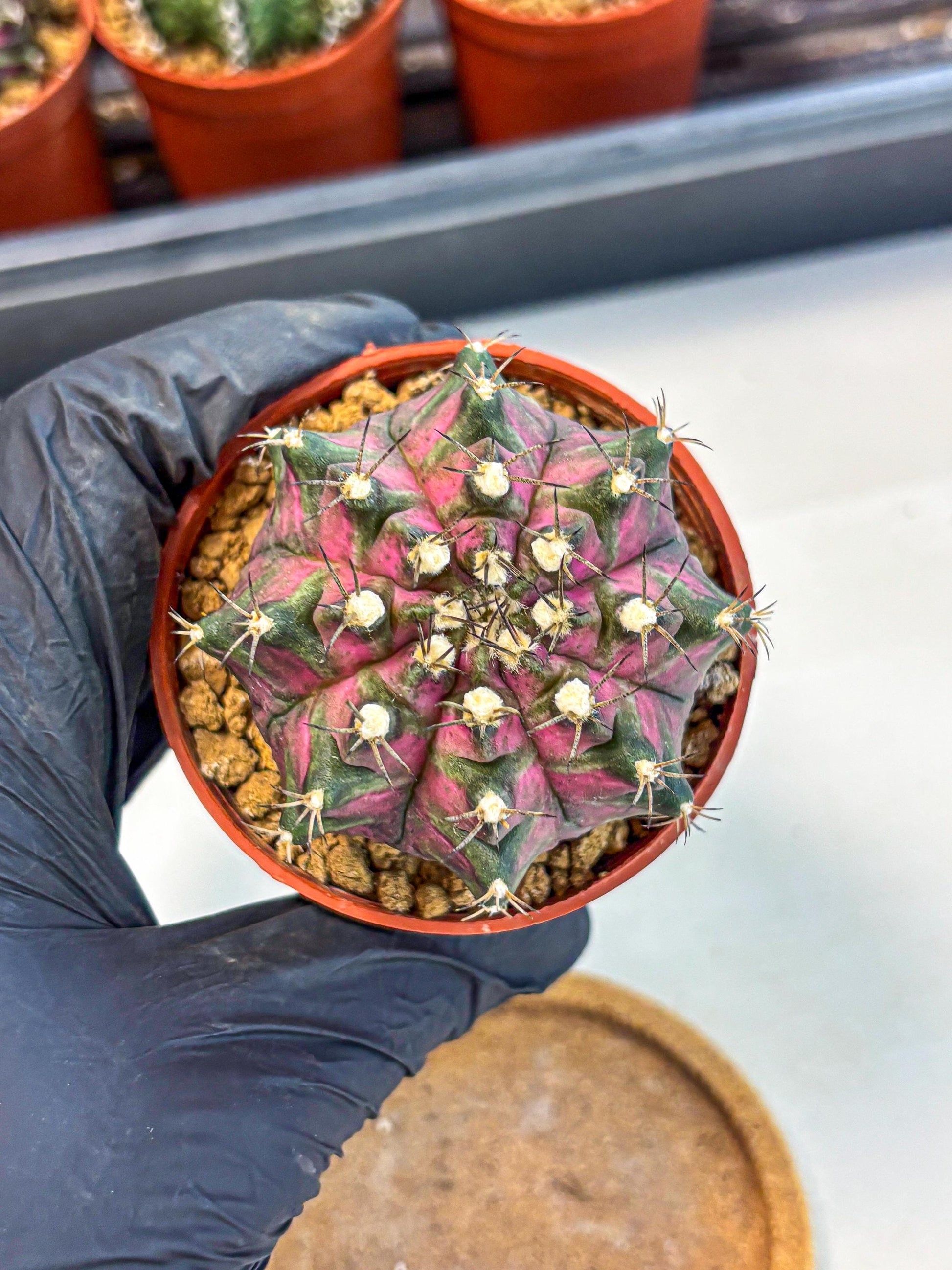 Gymnocalycium T-Rex (gy11) (y2) | Variegated Cactus