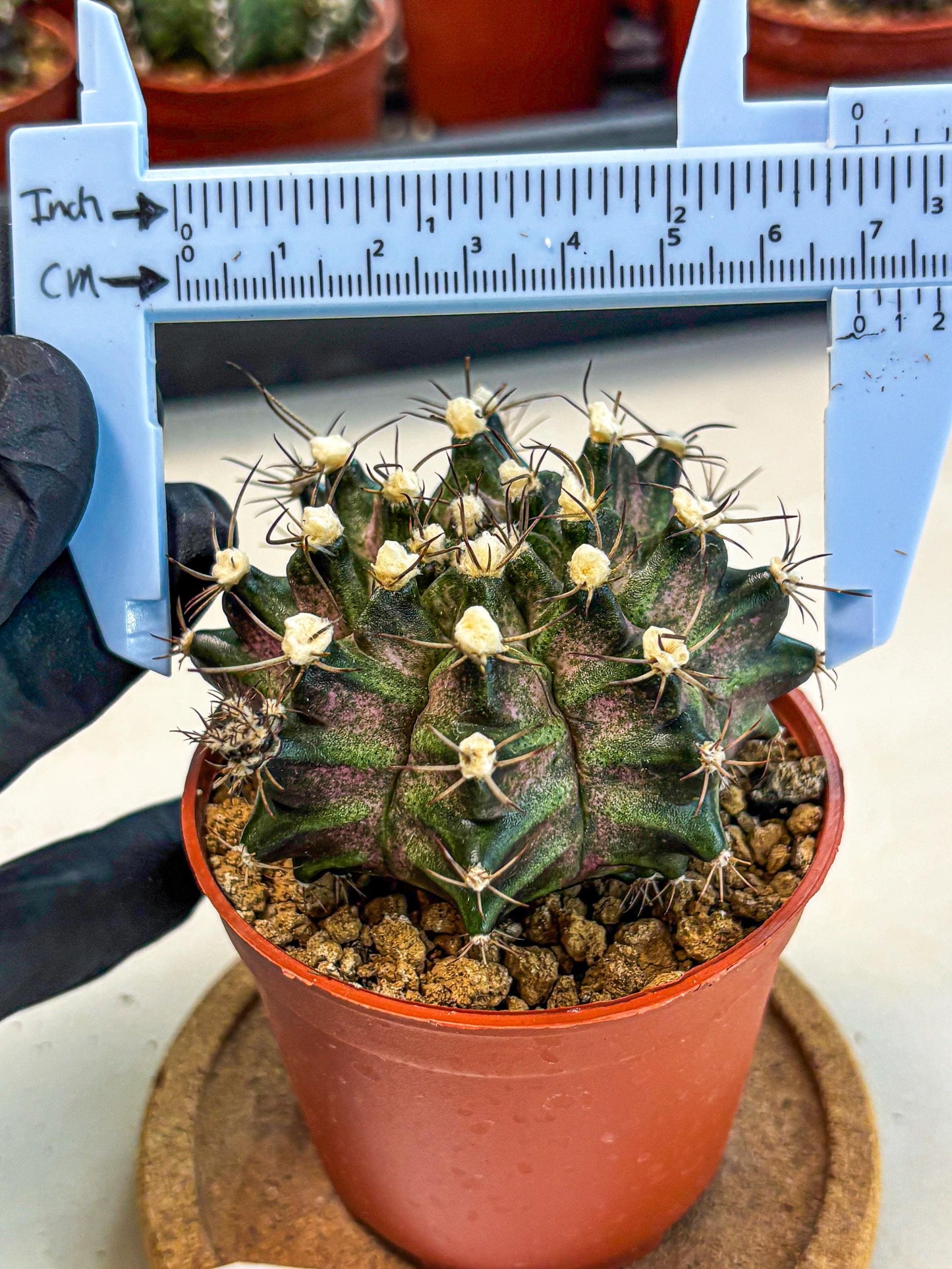 Gymnocalycium T-Rex (gy11) (y3) | Variegated Cactus