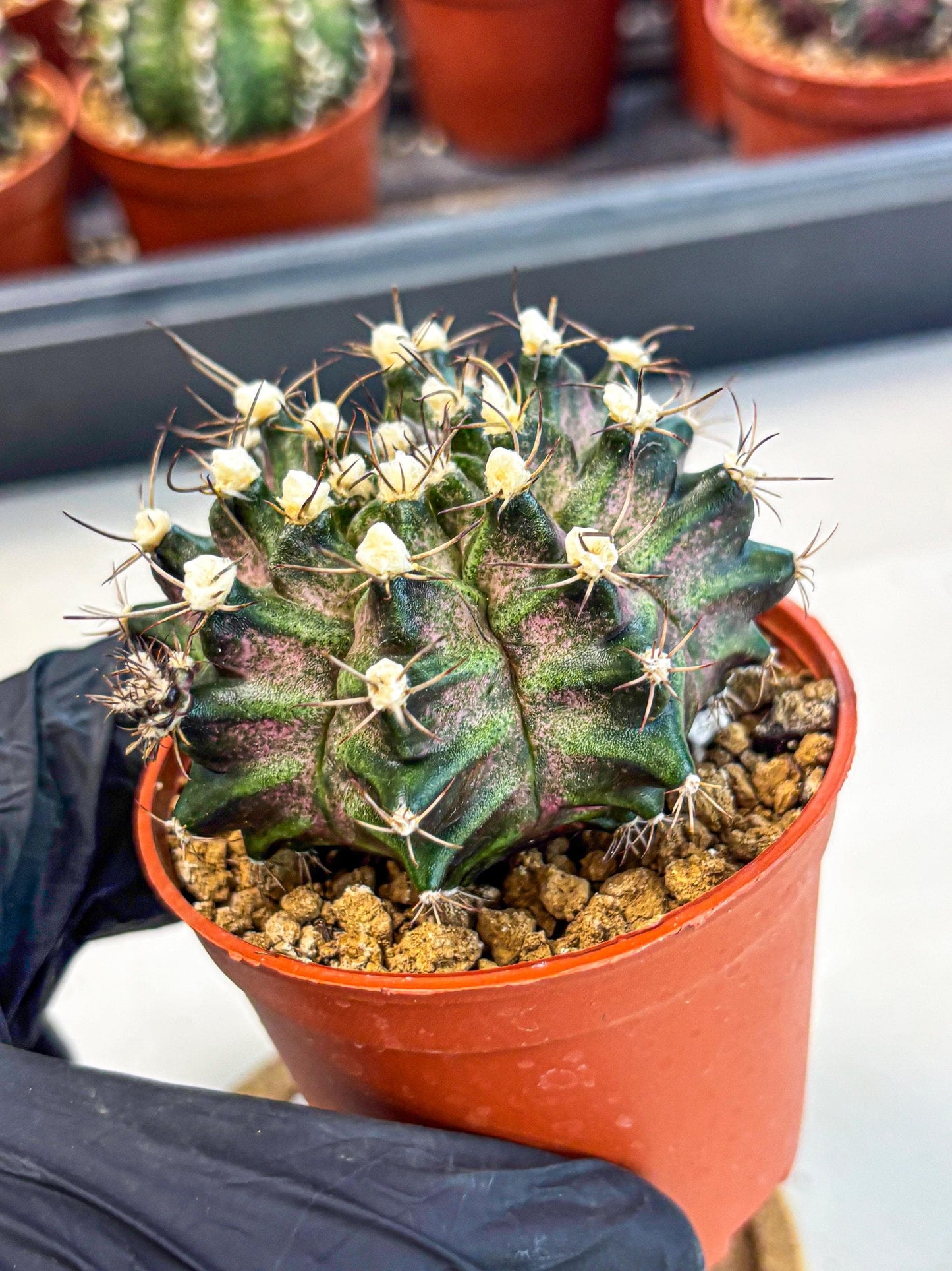 Gymnocalycium T-Rex (gy11) (y3) | Variegated Cactus