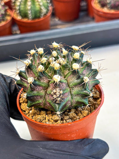 Gymnocalycium T-Rex (gy11) (y3) | Variegated Cactus