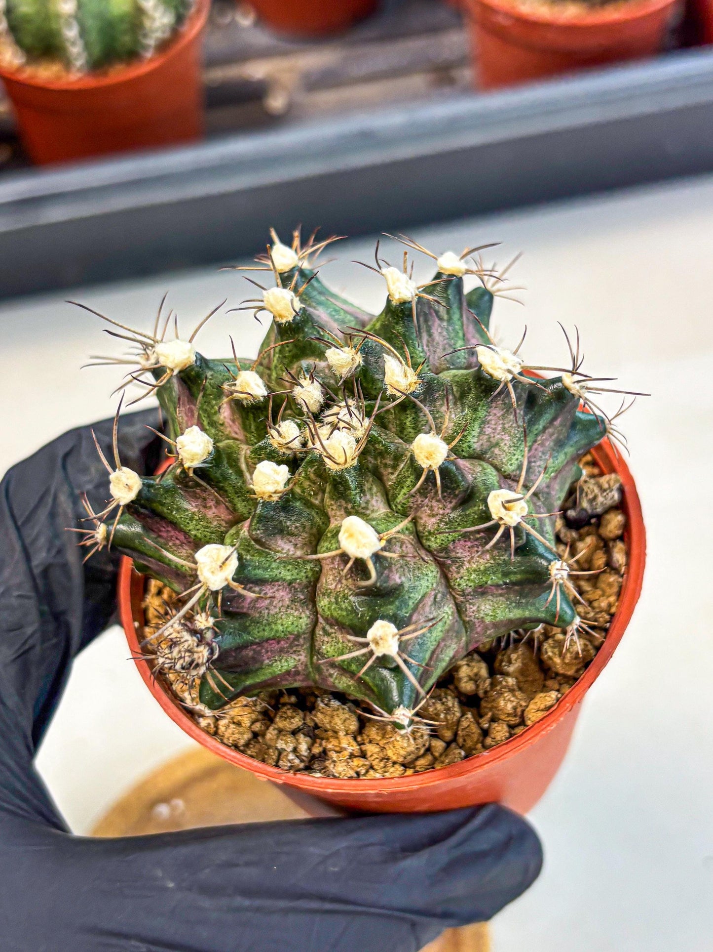 Gymnocalycium T-Rex (gy11) (y3) | Variegated Cactus