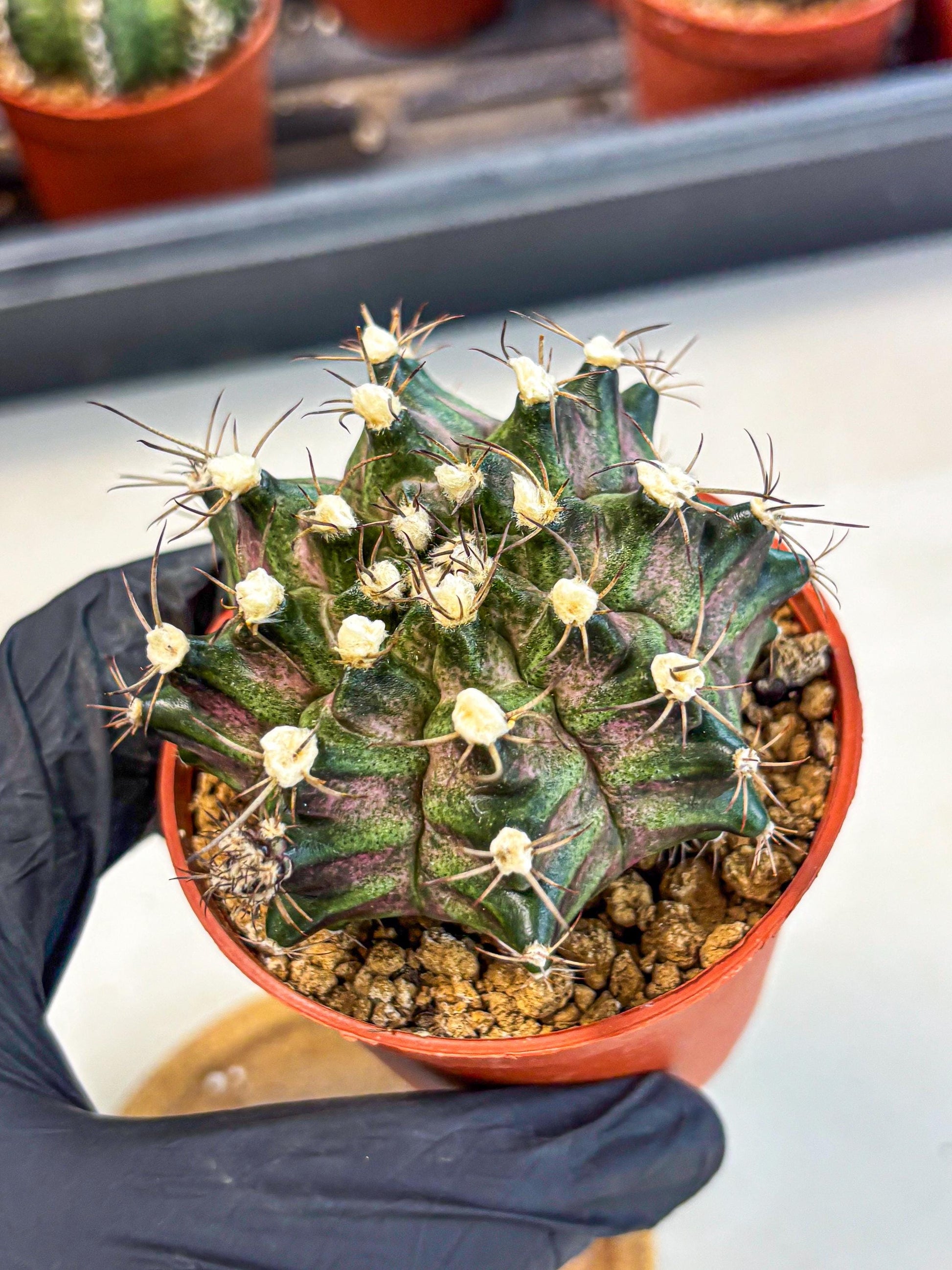 Gymnocalycium T-Rex (gy11) (y3) | Variegated Cactus