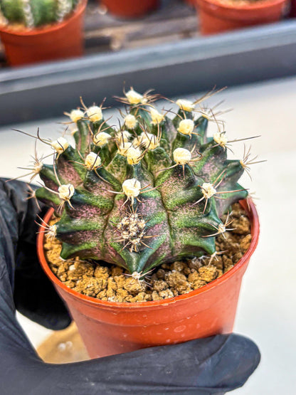 Gymnocalycium T-Rex (gy11) (y3) | Variegated Cactus