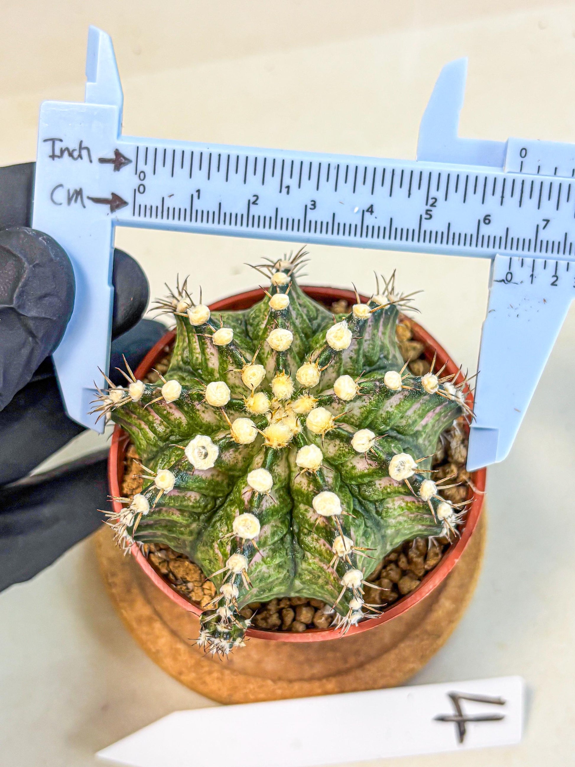 Gymnocalycium T-Rex (gy11) (y4) | Variegated Cactus