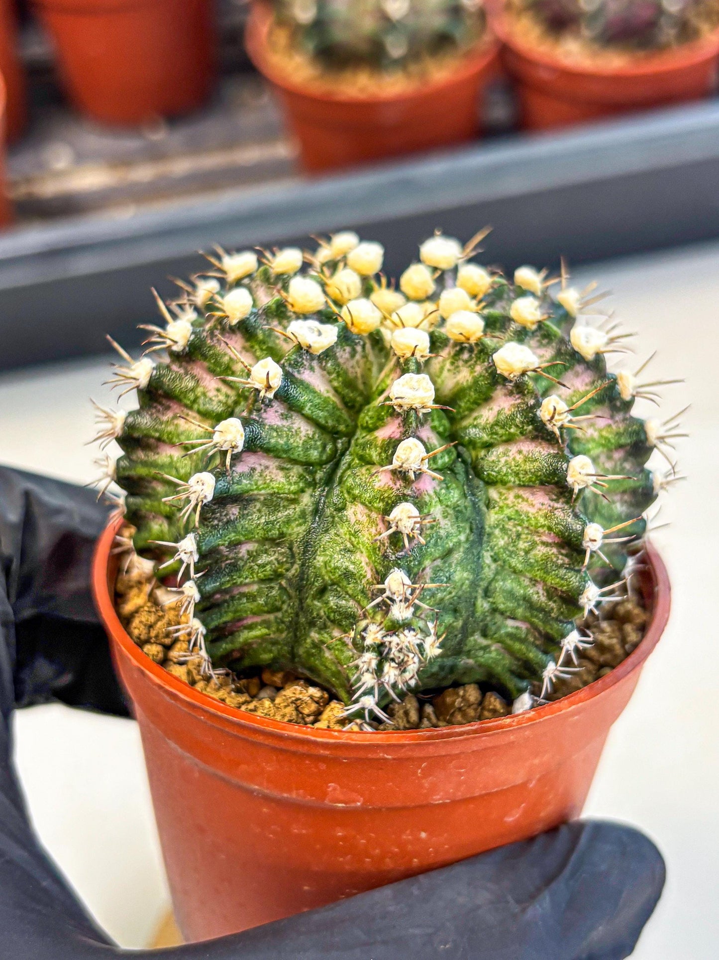 Gymnocalycium T-Rex (gy11) (y4) | Variegated Cactus