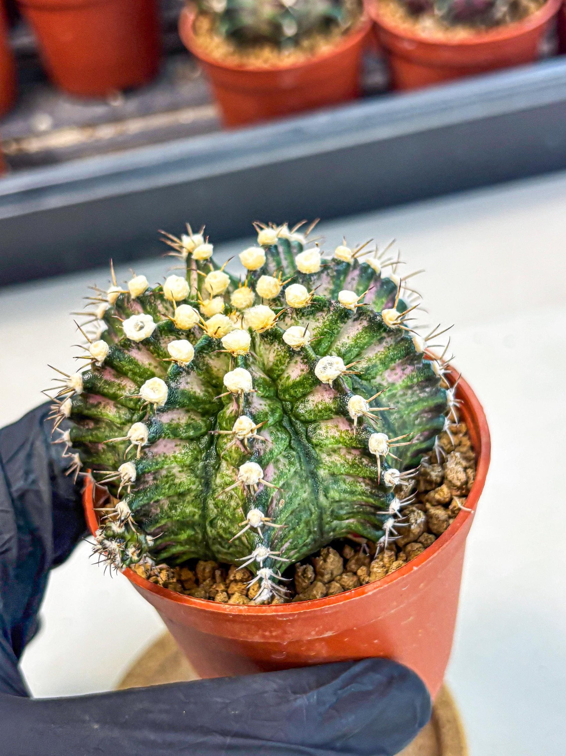 Gymnocalycium T-Rex (gy11) (y4) | Variegated Cactus