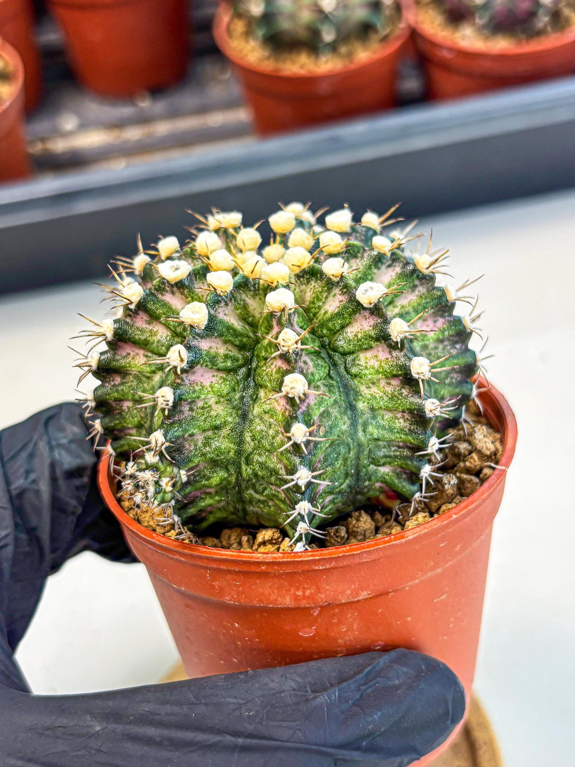 Gymnocalycium T-Rex (gy11) (y4) | Variegated Cactus