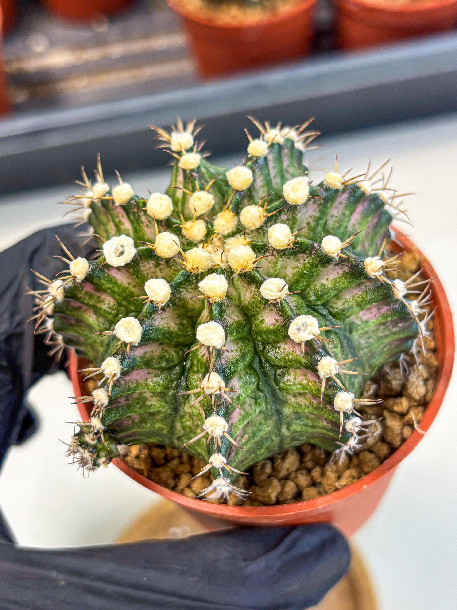 Gymnocalycium T-Rex (gy11) (y4) | Variegated Cactus