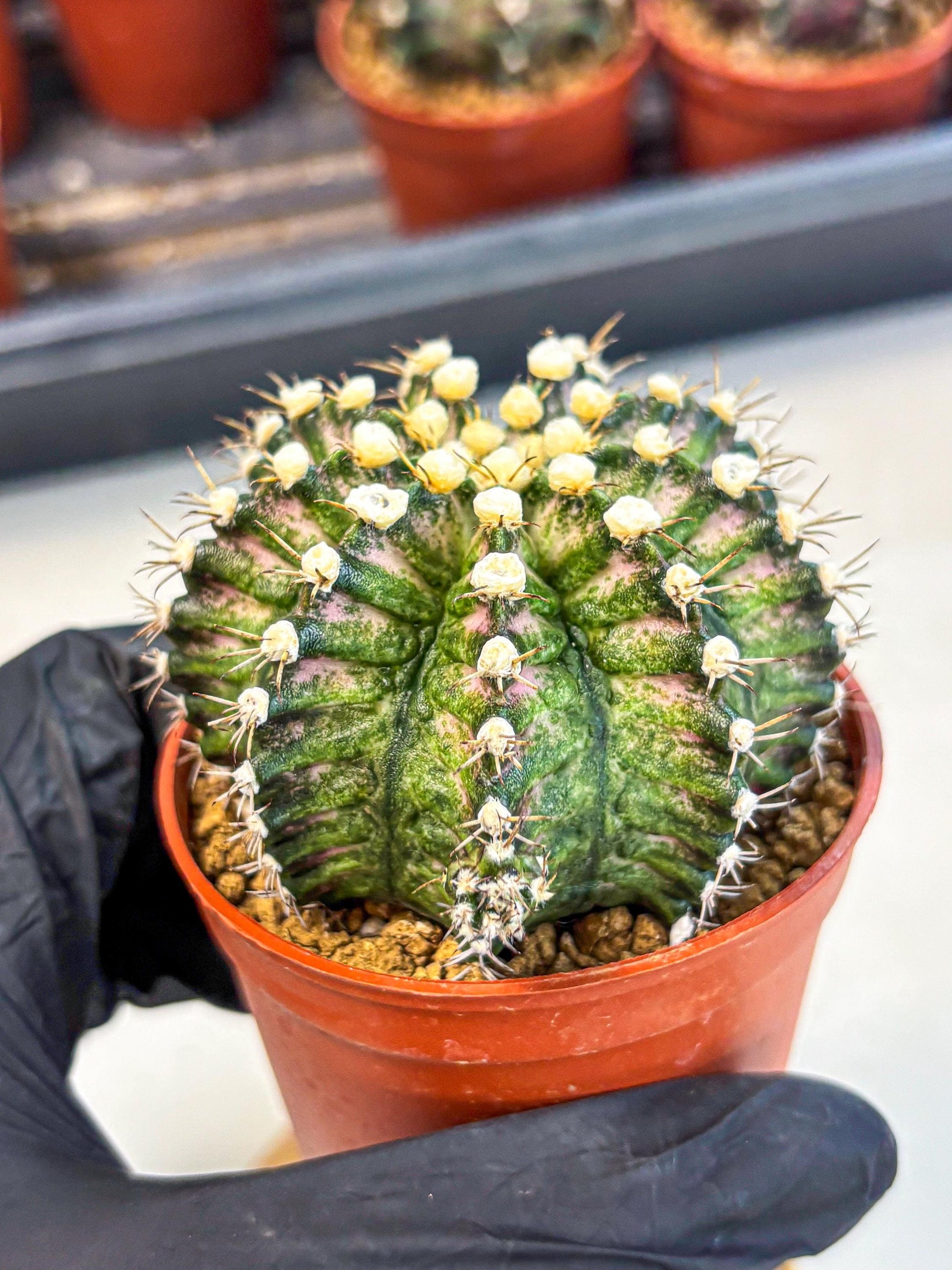 Gymnocalycium T-Rex (gy11) (y4) | Variegated Cactus