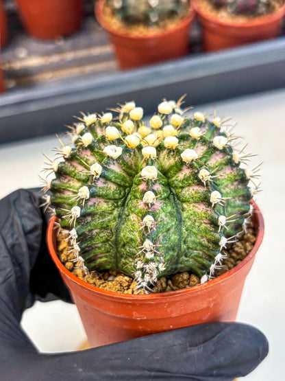 Gymnocalycium T-Rex (gy11) (y4) | Variegated Cactus