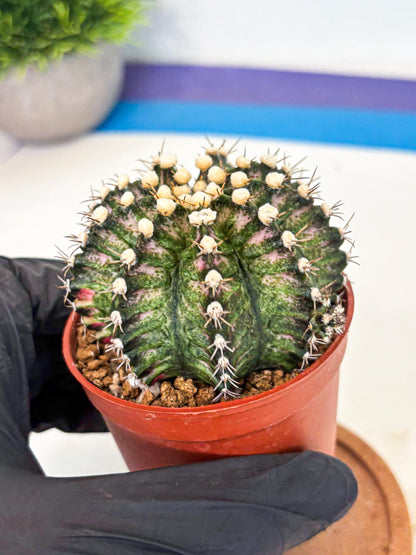 Gymnocalycium T-Rex (gy11) (y4) | Variegated Cactus
