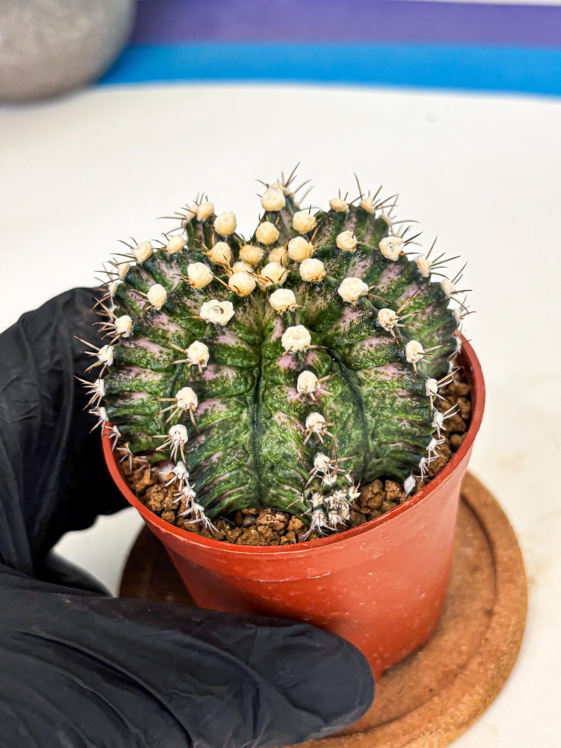 Gymnocalycium T-Rex (gy11) (y4) | Variegated Cactus