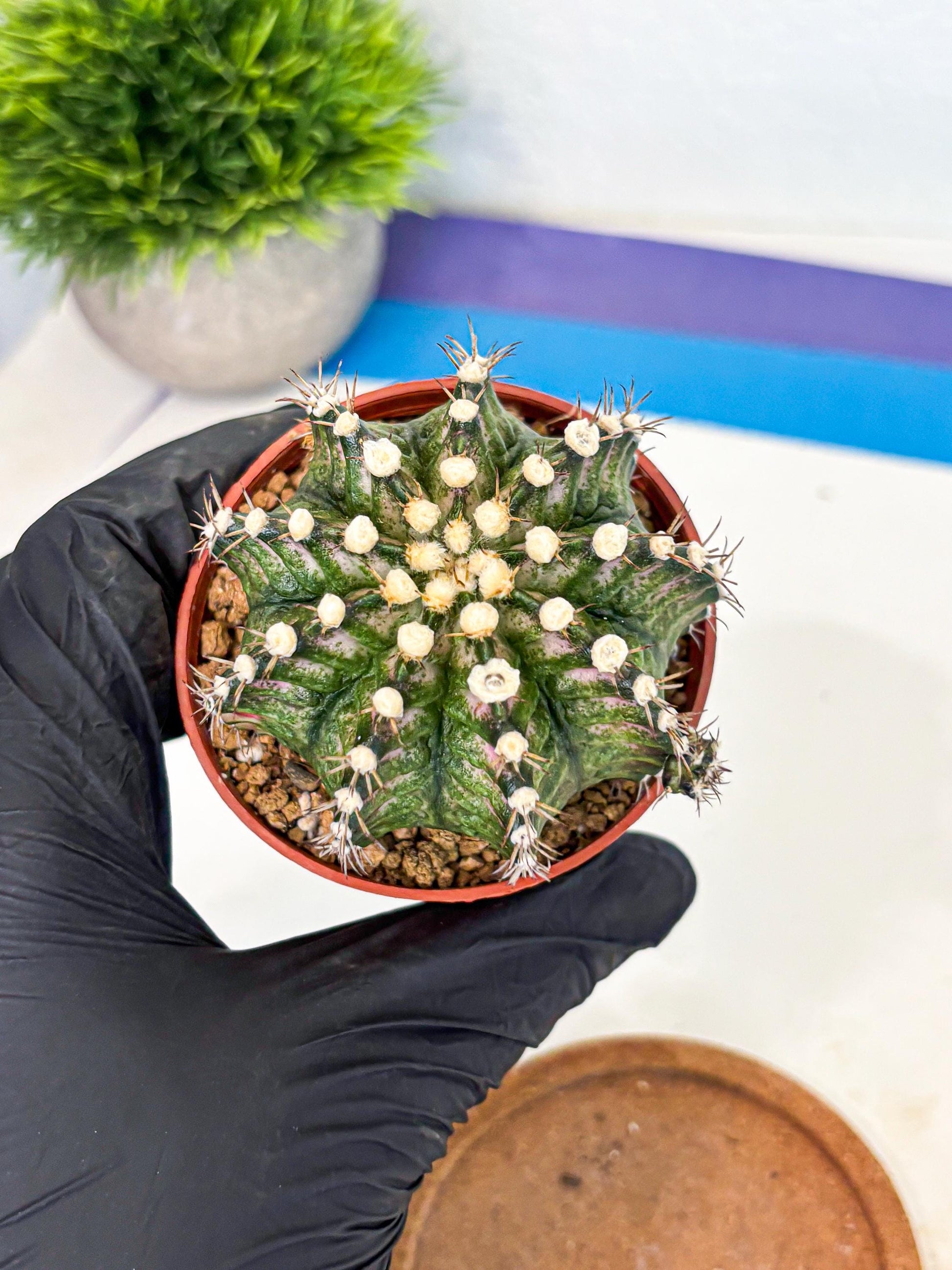 Gymnocalycium T-Rex (gy11) (y4) | Variegated Cactus