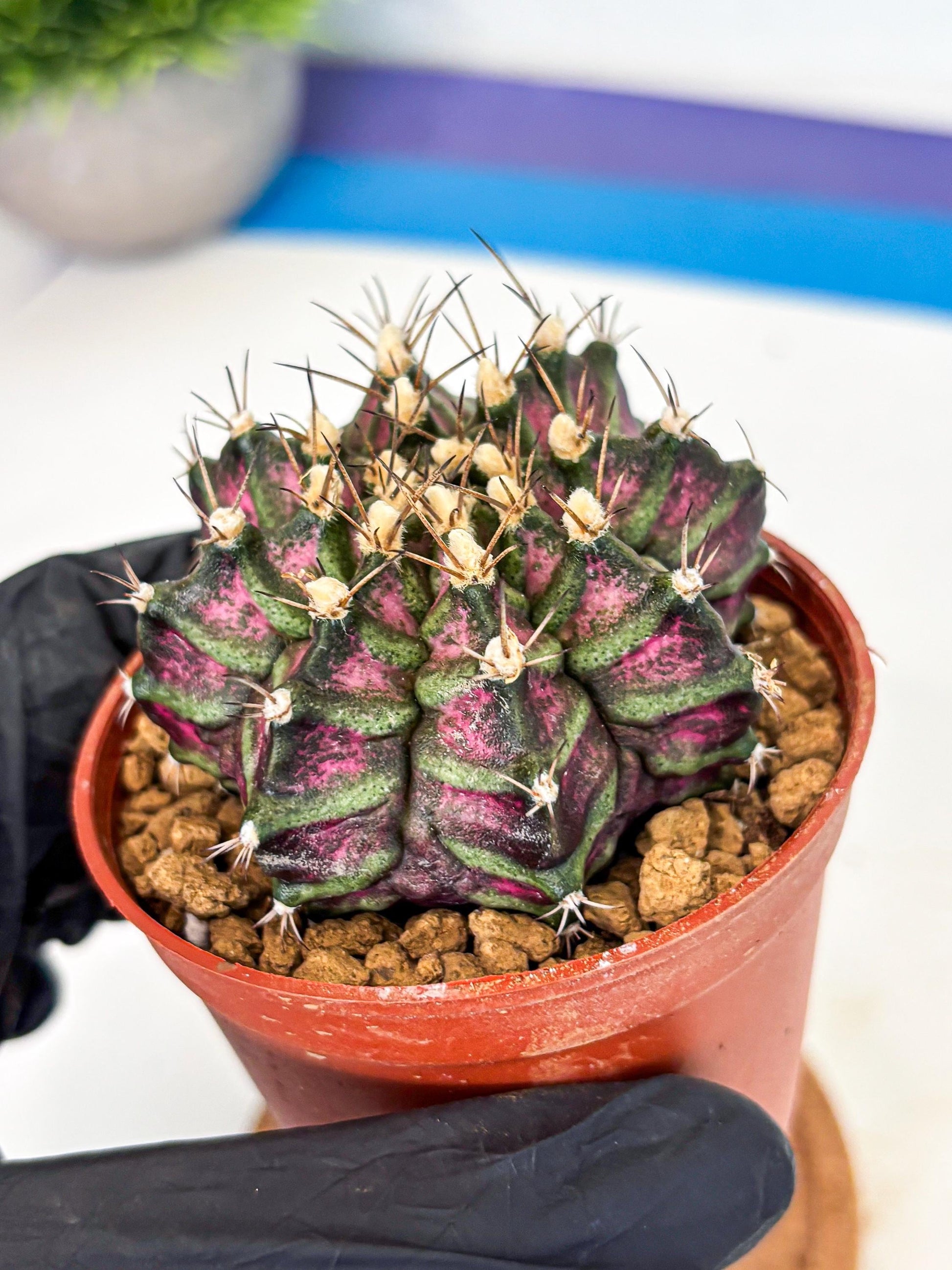 Gymnocalycium T-Rex (gy11) (y5) | Variegated Cactus