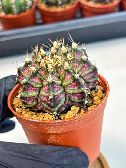 Gymnocalycium T-Rex (gy11) (y5) | Variegated Cactus