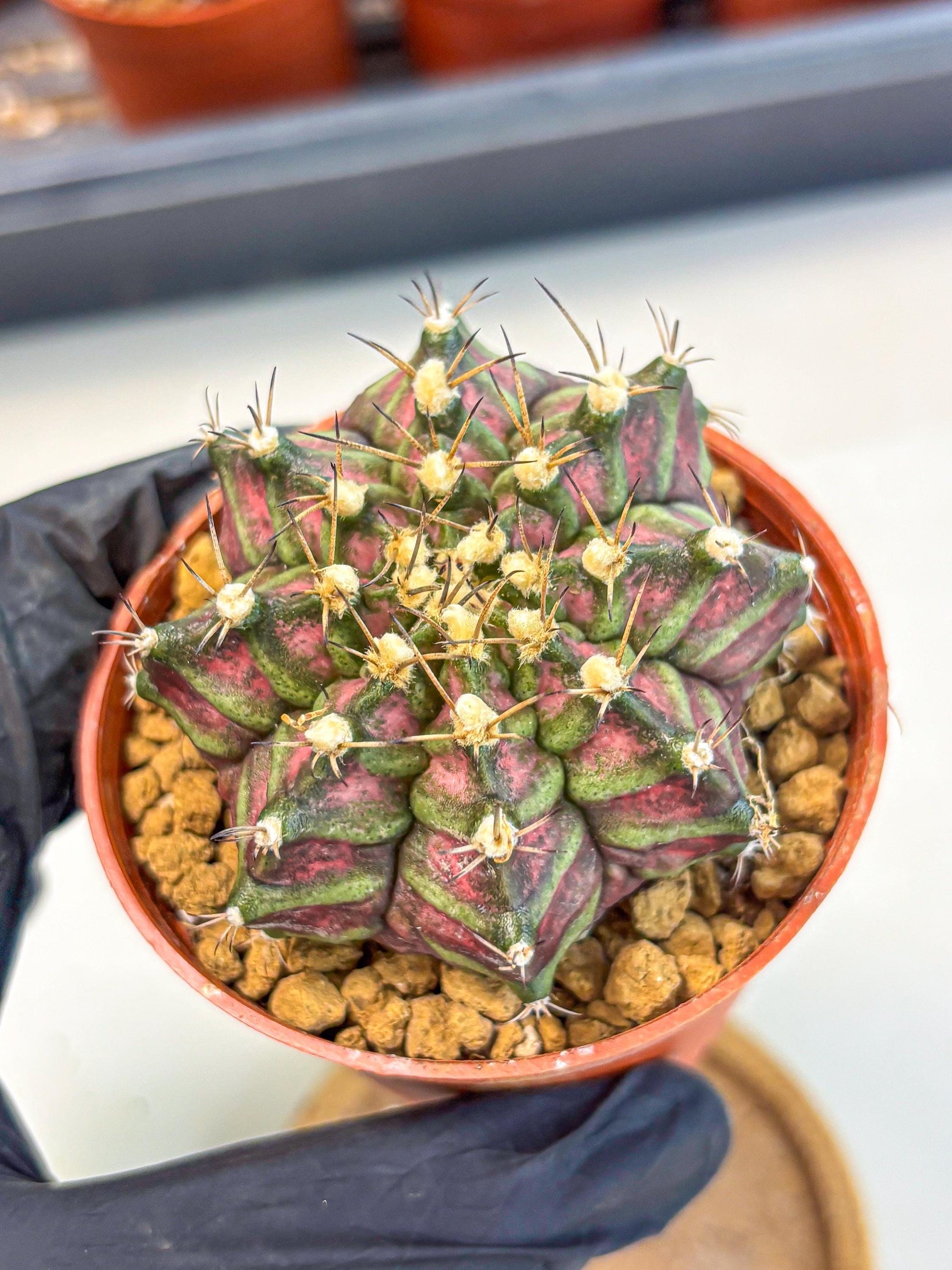 Gymnocalycium T-Rex (gy11) (y5) | Variegated Cactus