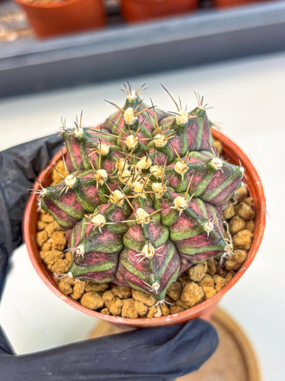 Gymnocalycium T-Rex (gy11) (y5) | Variegated Cactus