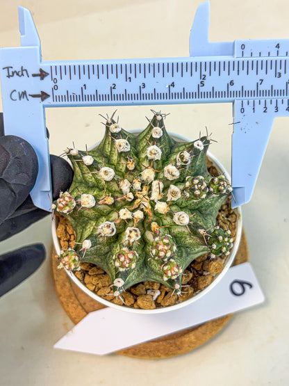 Gymnocalycium T-Rex (gy11) (y6) | Variegated Cactus