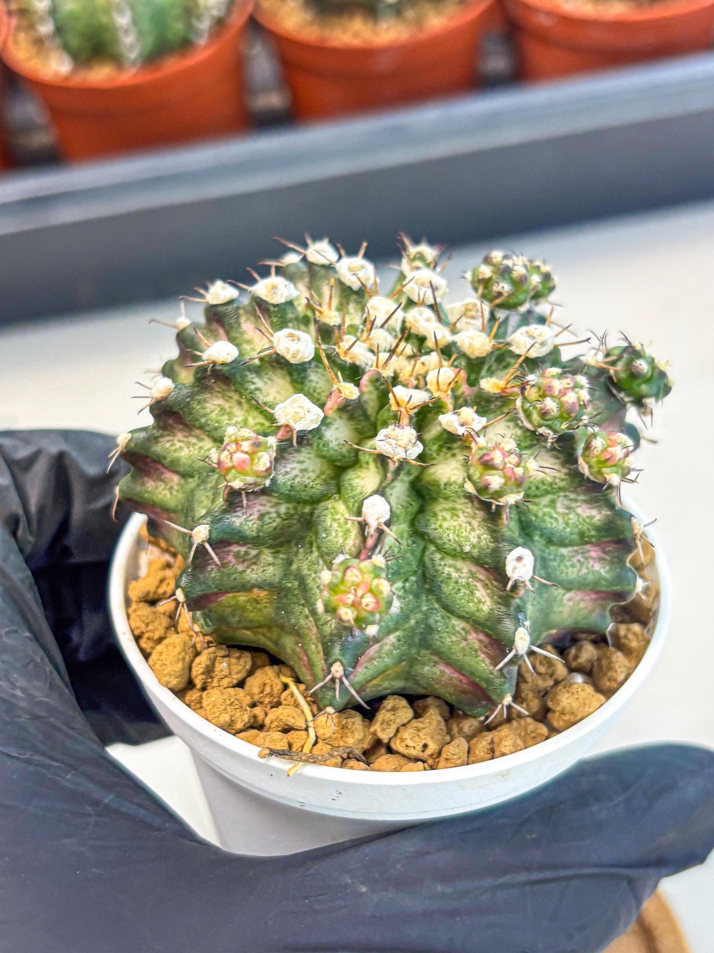 Gymnocalycium T-Rex (gy11) (y6) | Variegated Cactus