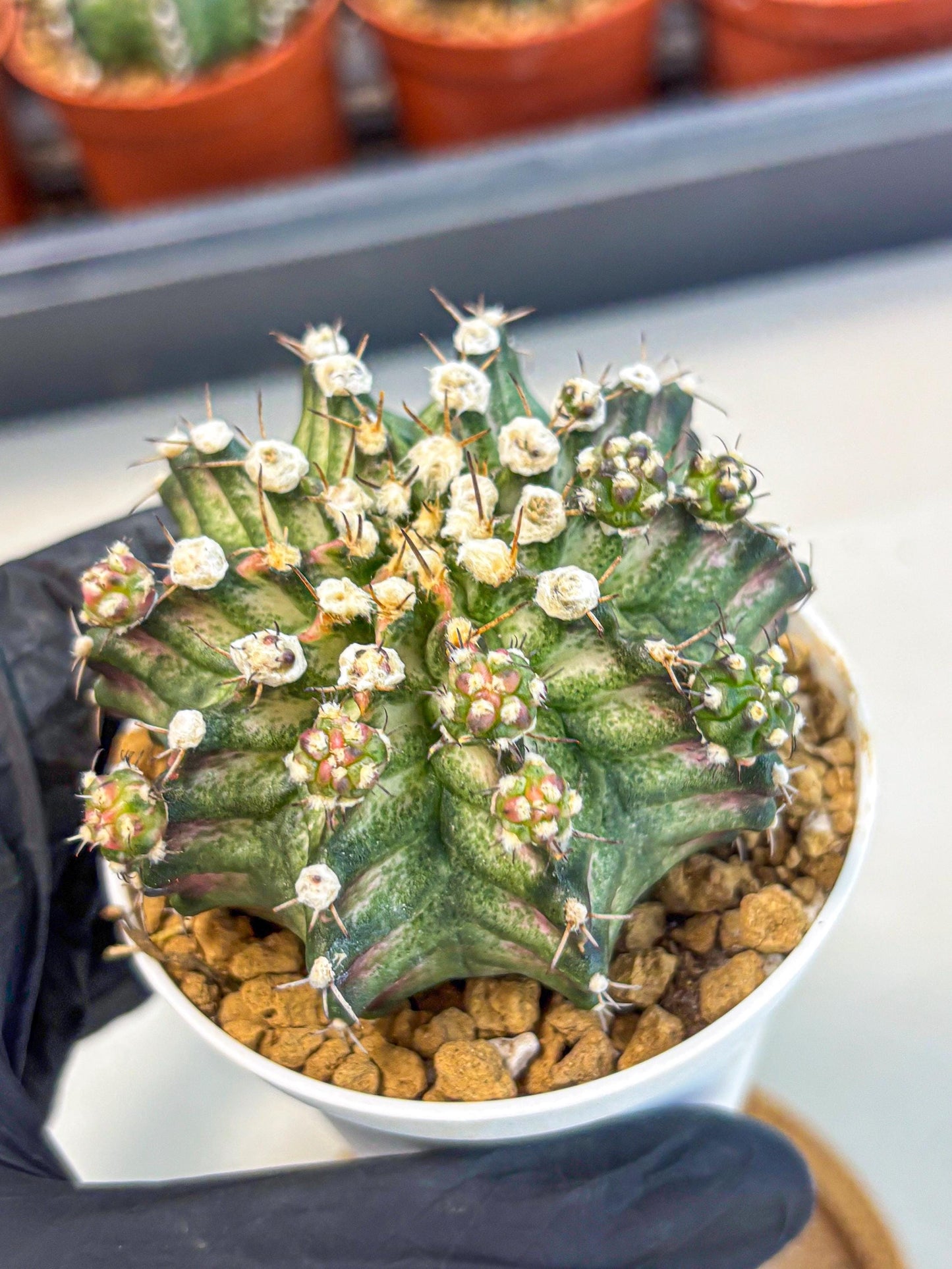 Gymnocalycium T-Rex (gy11) (y6) | Variegated Cactus