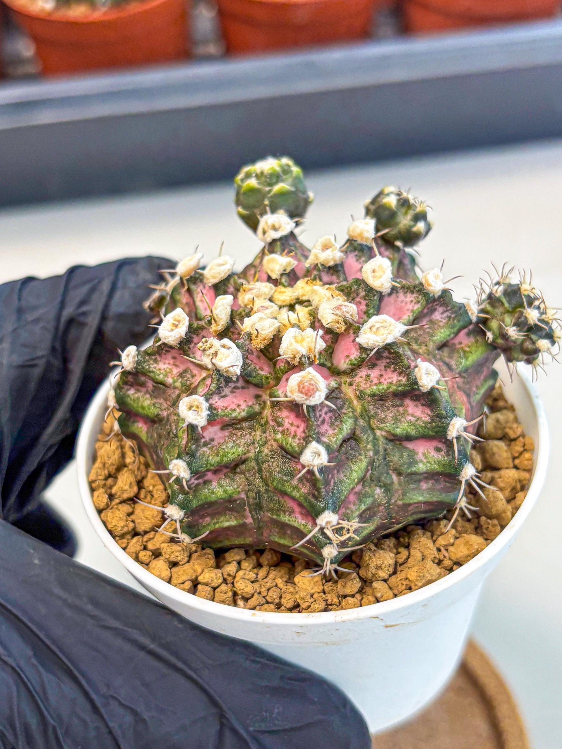 Gymnocalycium T-Rex (gy11) (y7) | Variegated Cactus