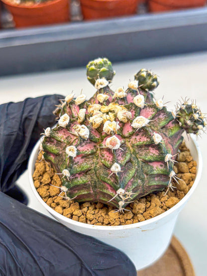 Gymnocalycium T-Rex (gy11) (y7) | Variegated Cactus