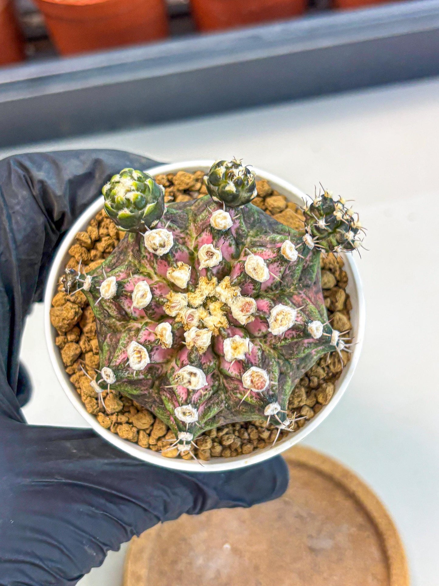 Gymnocalycium T-Rex (gy11) (y7) | Variegated Cactus